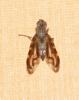 Otites lamed